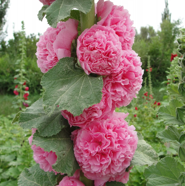 Double Marshmallow Seeds